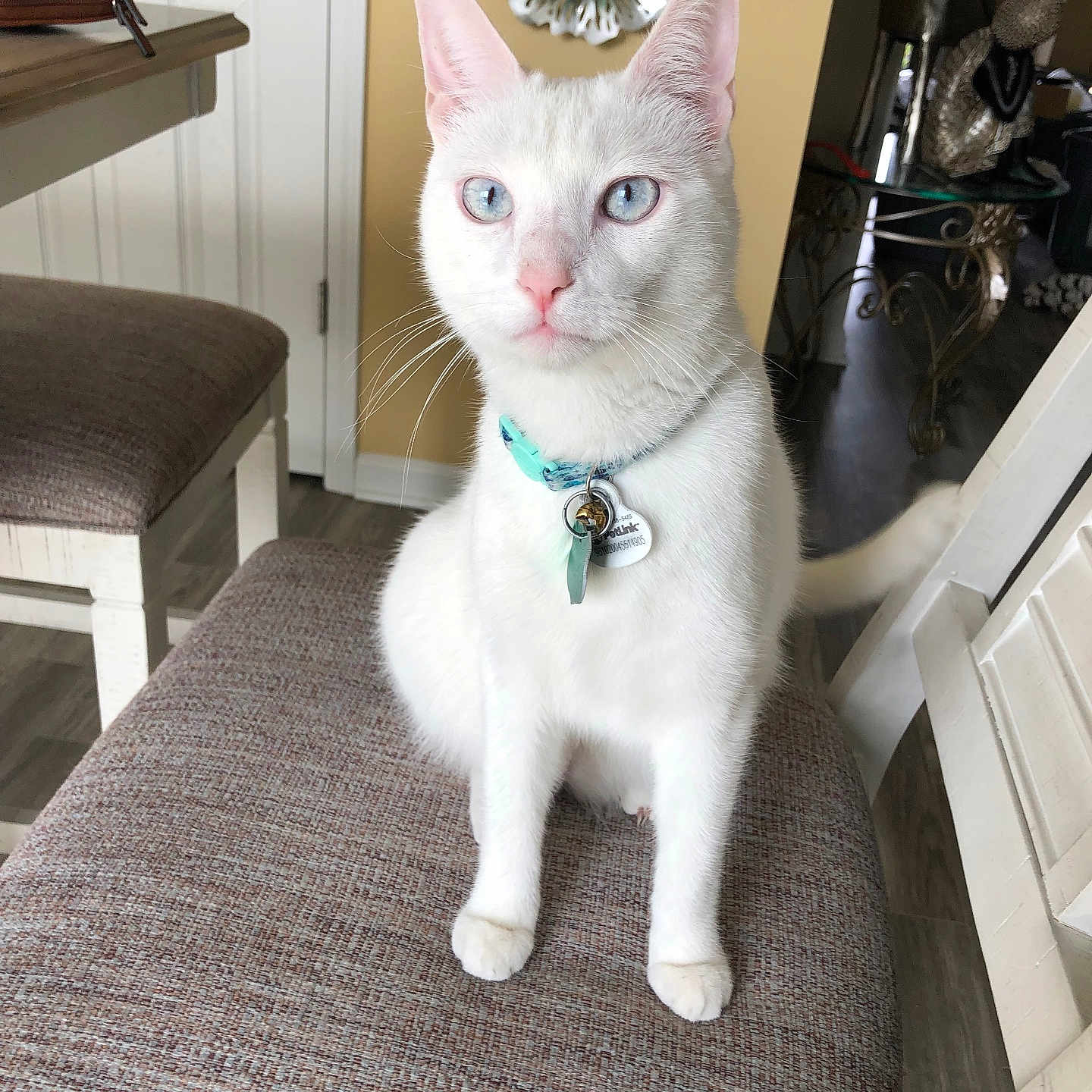 Casper is registered to the contest to win money with this photo: cat, white_cat, pet, animal, portrait, sitting, chair, indoor, home, collar, pet_tag, blue_eyes, pink_nose, whiskers, ears, fur, furniture, dining_room, wall_decor, photography