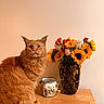 animal, bouquet, cat, cozy, cute, decor, domestic_cat, feline, flower_vase, fur, ginger_cat, houseplant, indoor, orange_fur, pet, plant, still_life, sunflowers, tabletop, wooden_table
