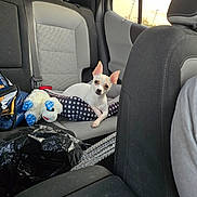 Nova Pena is registered to the contest to win money with this photo: dog, car_interior, backseat, pet_bed, plush_toy, white_dog, small_dog, seatbelt, window, sunset, dog_bed, stuffed_animal, car_seat, travel, animal, cute, domestic_animal, vehicle, companion, resting