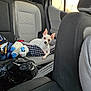 dog, car_interior, backseat, pet_bed, plush_toy, white_dog, small_dog, seatbelt, window, sunset, dog_bed, stuffed_animal, car_seat, travel, animal, cute, domestic_animal, vehicle, companion, resting