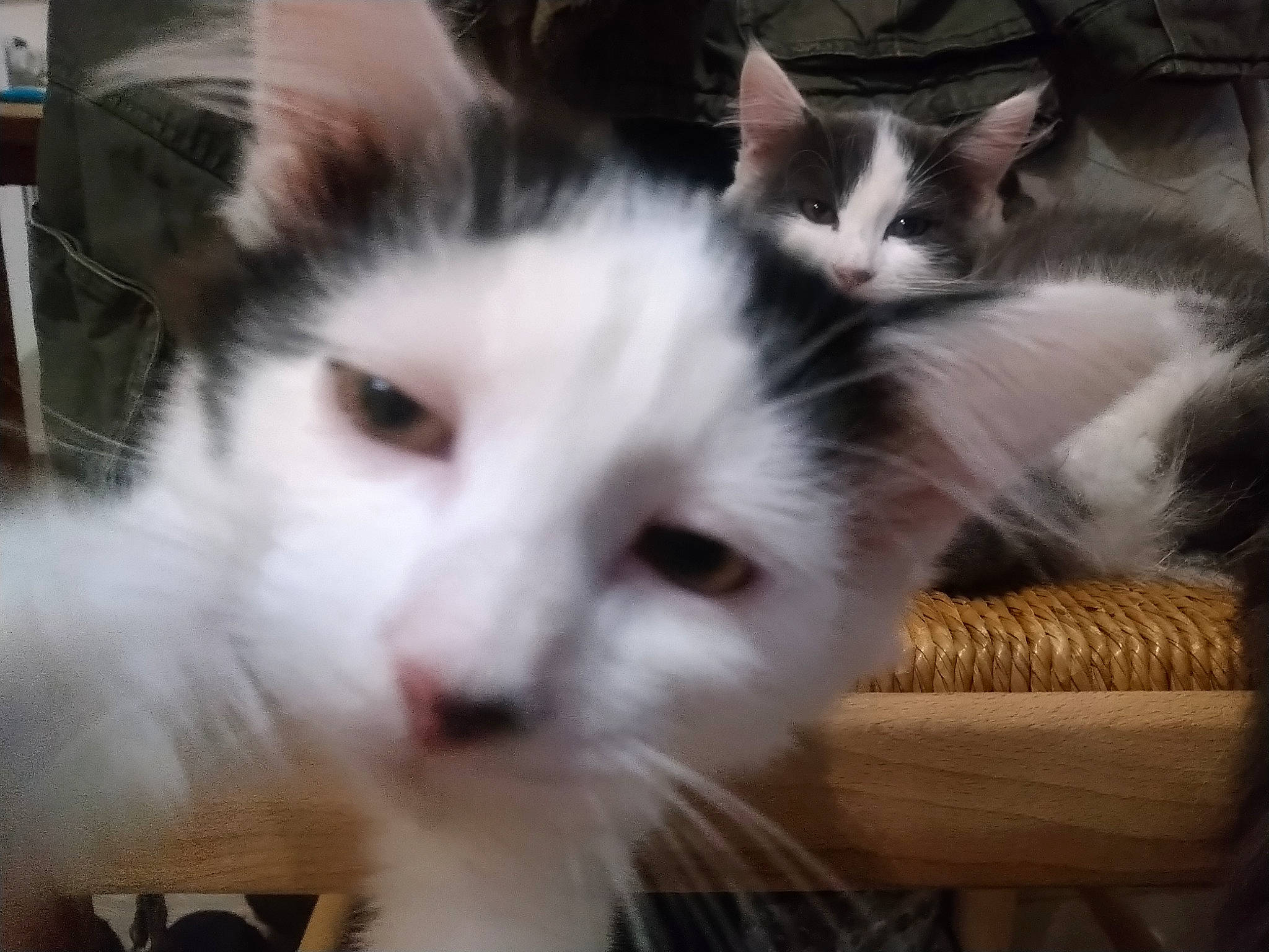 Bappé Alias Baba a rejoint le concours — aidez-le/la à gagner de superbes lots ! aegean_cat, american_curl, carnivore, cat, domestic_long_haired_cat, ear, eye, felidae, fur, kitten, mammal, norwegian_forest_cat, polydactyl_cat, ragamuffin, ragdoll, sky, small_to_medium_sized_cats, turkish_van, vertebrate, whiskers