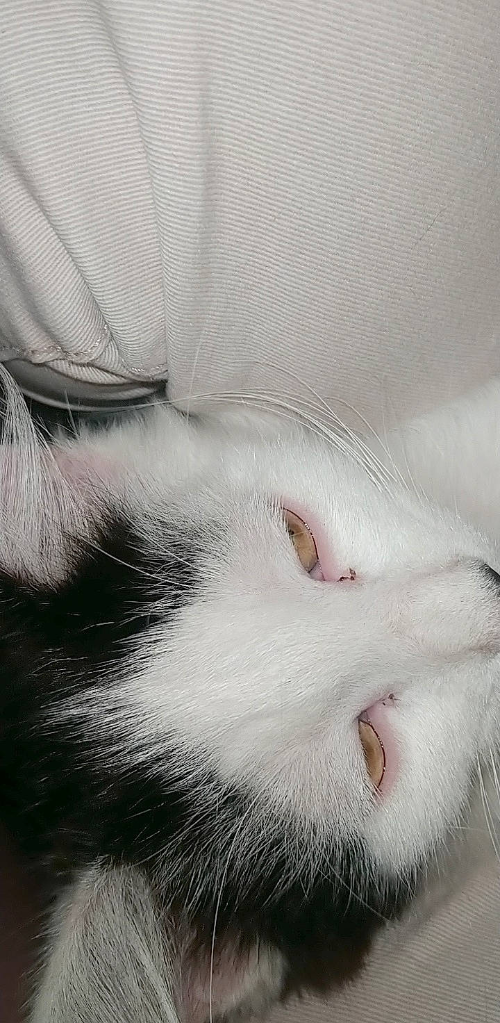 Bappé Alias Baba participe au concours pour gagner de l'argent avec cette photo : carnivore, cat, cheek, close_up, ear, eye, face, felidae, fur, head, lip, mouth, nose, organ, skin, small_to_medium_sized_cats, snout, turkish_angora, whiskers, white