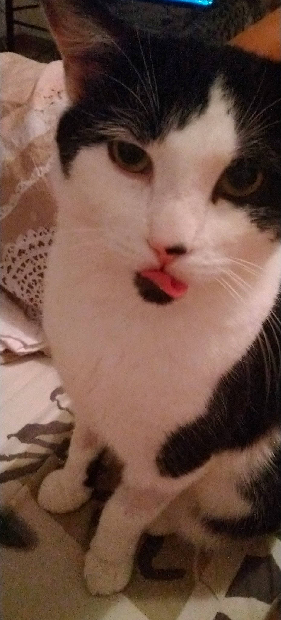 Sony a rejoint le concours — aidez-le/la à gagner de superbes lots ! aegean_cat, american_wirehair, asian, carnivore, cat, domestic_short_haired_cat, european_shorthair, eye, facial_expression, felidae, fur, kitten, mammal, nose, polydactyl_cat, small_to_medium_sized_cats, snout, turkish_van, whiskers