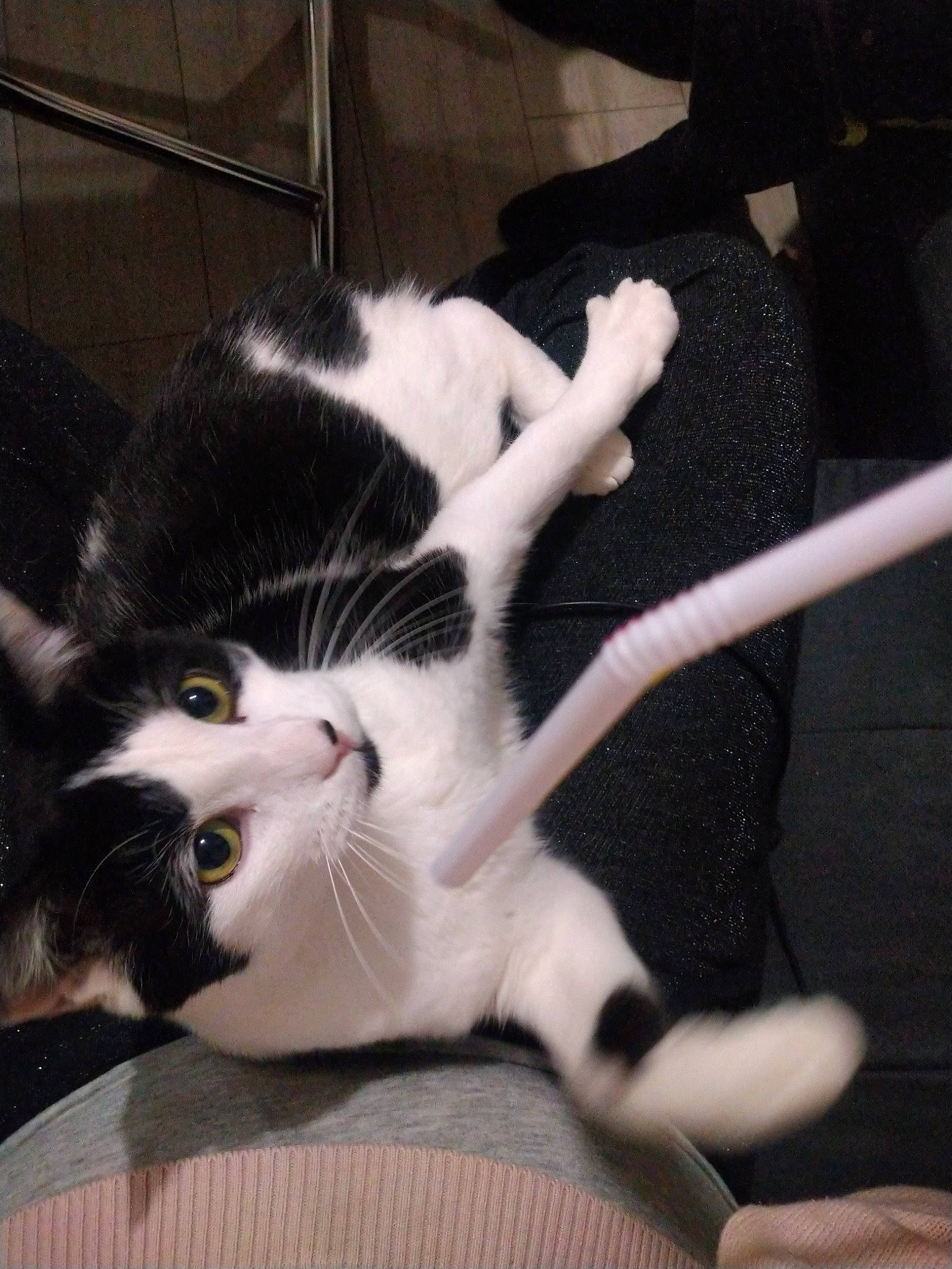 Sony a rejoint le concours — aidez-le/la à gagner de superbes lots ! black_and_white, carnivore, cat, domestic_short_haired_cat, felidae, fur, kitten, leg, polydactyl_cat, small_to_medium_sized_cats, tail, whiskers