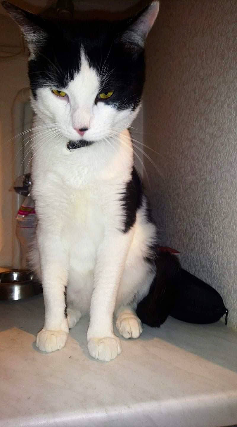 Sony participe au concours pour gagner de l'argent avec cette photo : aegean_cat, american_curl, american_wirehair, carnivore, cat, domestic_long_haired_cat, domestic_short_haired_cat, felidae, fur, japanese_bobtail, kitten, mammal, norwegian_forest_cat, polydactyl_cat, small_to_medium_sized_cats, tail, vertebrate, whiskers