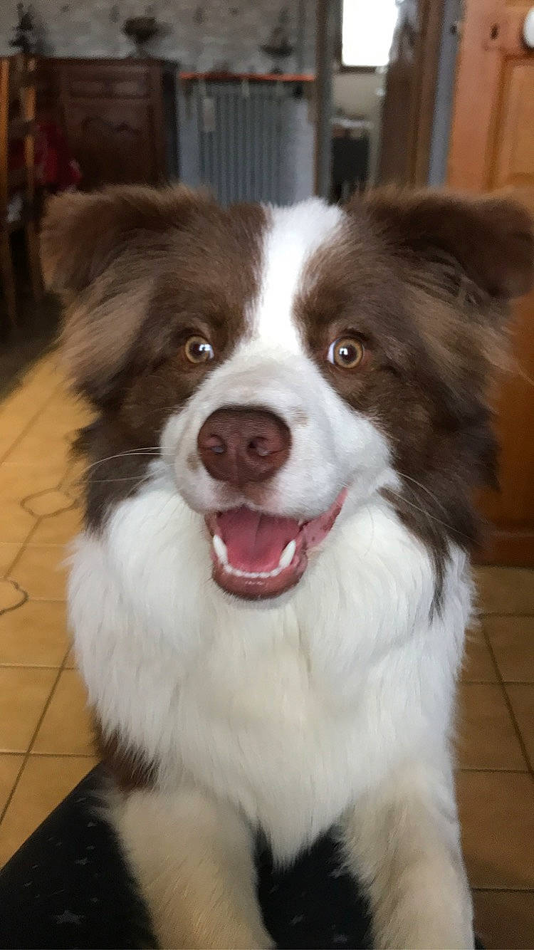 Prosper participe au concours pour gagner de l'argent avec cette photo : australian_collie, australian_shepherd, border_collie, canidae, carnivore, companion_dog, dog, dog_breed, herding_dog, mammal, miniature_australian_shepherd, nose, rare_breed_dog, snout, sporting_group, vertebrate, welsh_sheepdog, working_dog