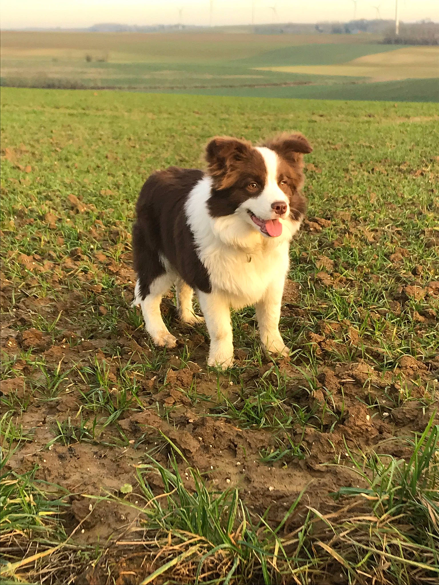 Prosper a rejoint le concours — aidez-le/la à gagner de superbes lots ! border_collie, canidae, carnivore, companion_dog, dog, dog_breed, drentse_patrijshond, grass, herding_dog, karakachan_dog, mammal, moscow_watchdog, rafeiro_do_alentejo, sporting_group, tornjak, vertebrate, welsh_sheepdog