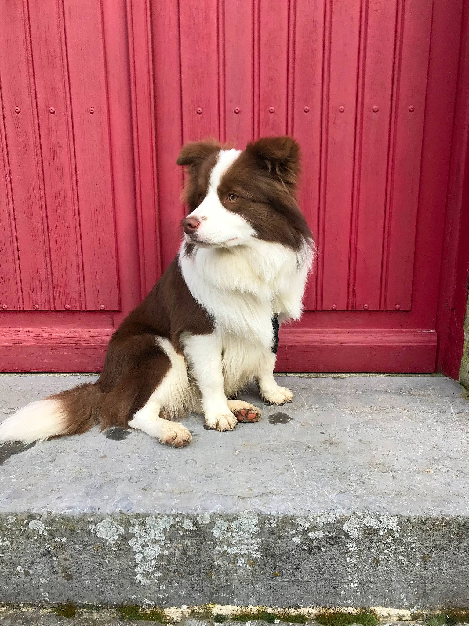 Prosper a rejoint le concours — aidez-le/la à gagner de superbes lots ! australian_shepherd, border_collie, canidae, carnivore, collie, companion_dog, dog, dog_breed, fawn, herding_dog, liver, mammal, rough_collie, sporting_group, tail, vertebrate