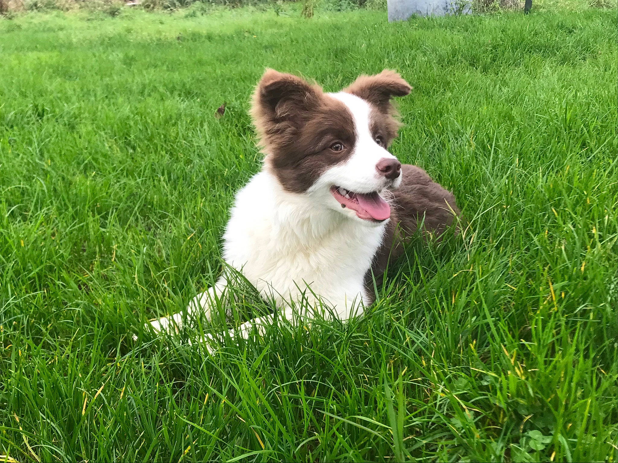 Prosper participe au concours pour gagner de l'argent avec cette photo : border_collie, canidae, carnivore, companion_dog, dog, dog_breed, drentse_patrijshond, grass, mammal, plant, sporting_group, vertebrate, welsh_sheepdog