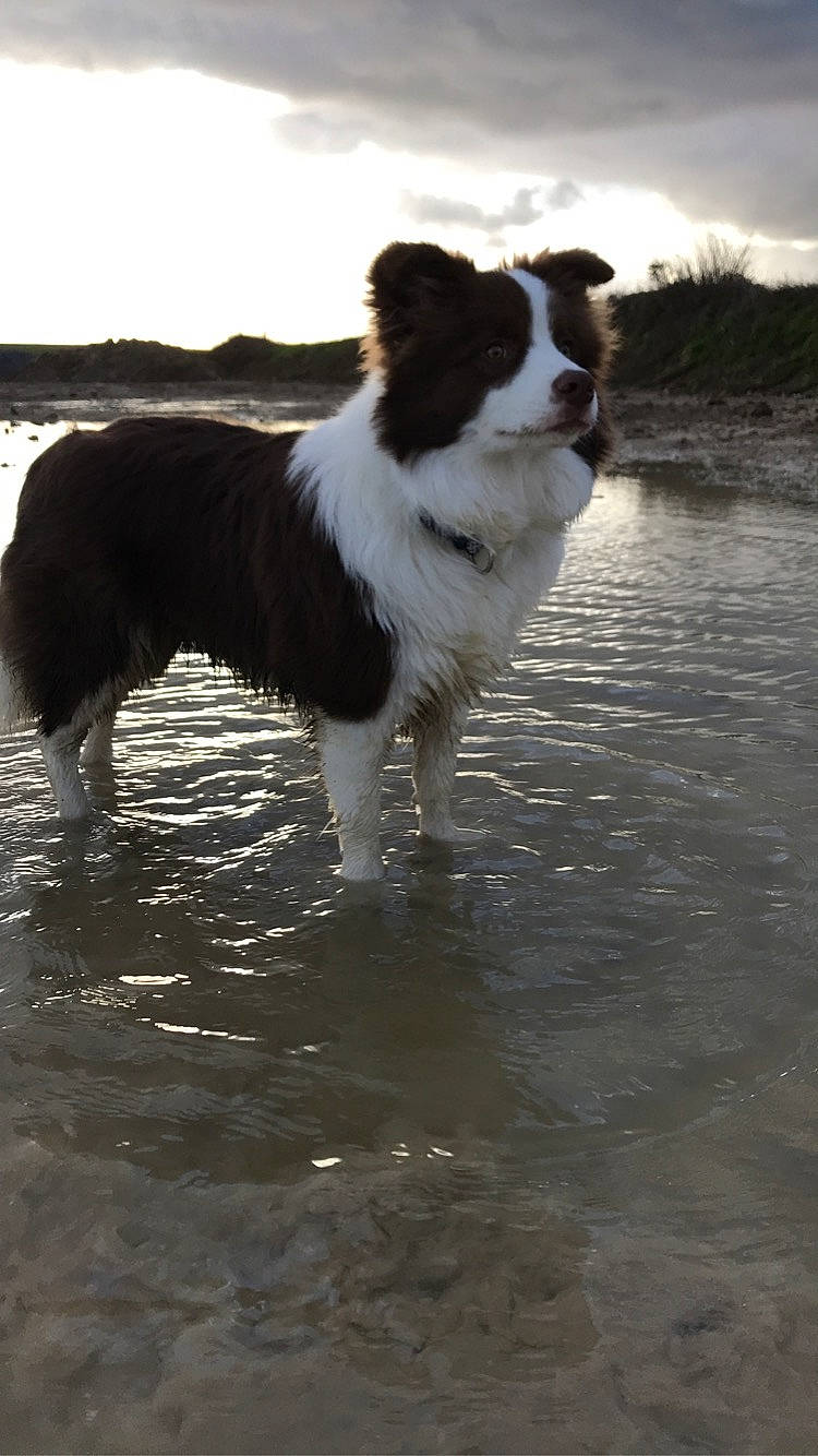 Prosper participe au concours pour gagner de l'argent avec cette photo : australian_shepherd, border_collie, canidae, carnivore, companion_dog, dog, dog_breed, drentse_patrijshond, english_shepherd, herding_dog, mammal, sporting_group, vertebrate, welsh_sheepdog, working_dog
