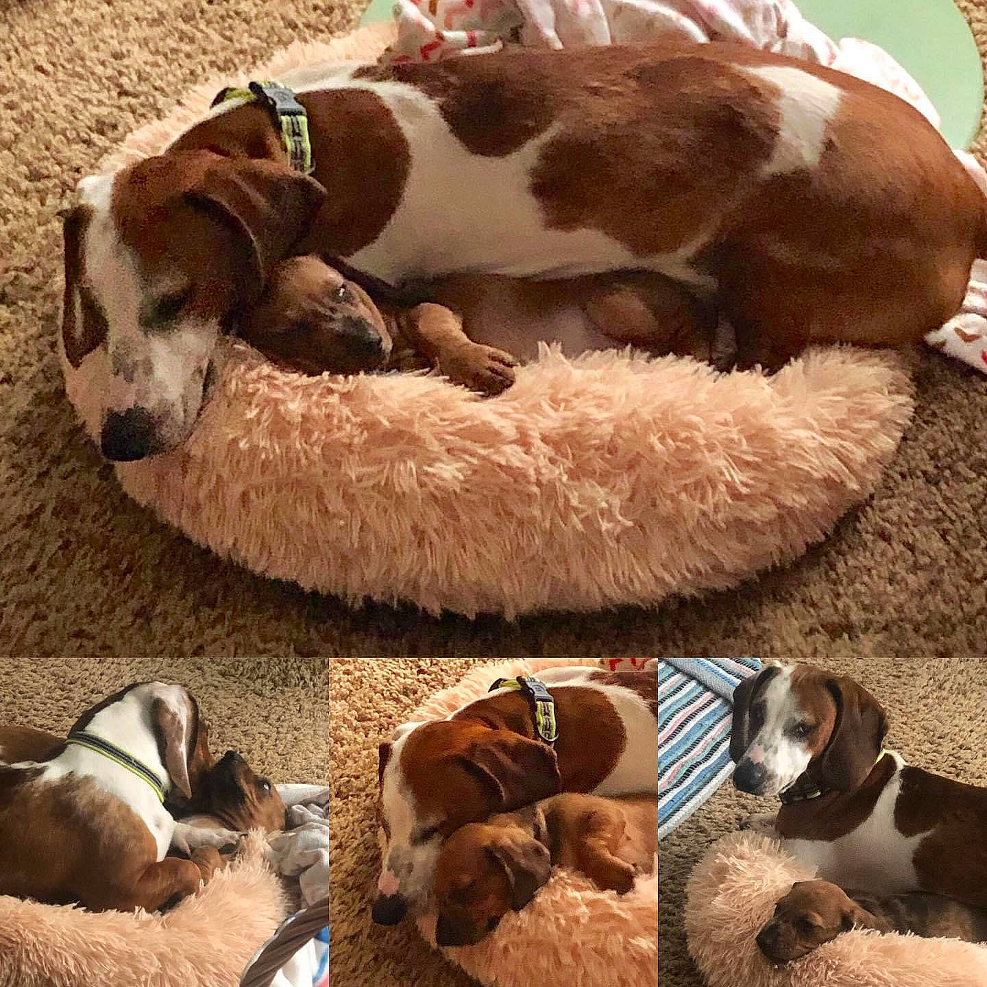 Cletus joined the competition — help win amazing prizes! bracco_italiano, braque_francais, canidae, carnivore, companion_dog, dog, dog_breed, liver, mammal, pointer, puppy, puppy_love, schweizer_laufhund, sporting_group, vertebrate