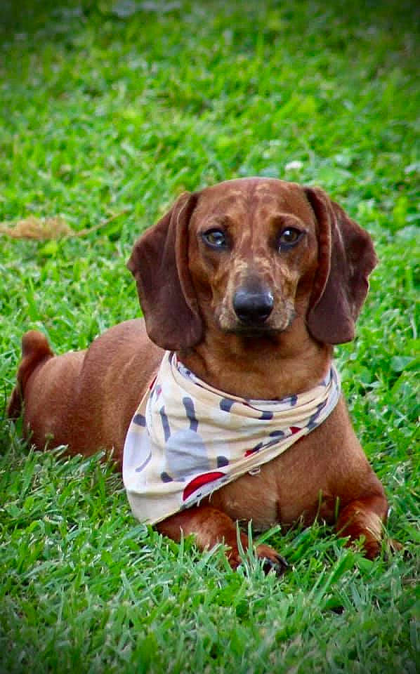 Cletus is registered to the contest to win money with this photo: alpine_dachsbracke, bavarian_mountain_hound, canidae, carnivore, companion_dog, dachshund, dog, dog_breed, grass, hound, hunting_dog, mammal, puppy, rare_breed_dog, rhodesian_ridgeback, snout, sporting_group, tyrolean_hound, vertebrate, westphalian_dachsbracke