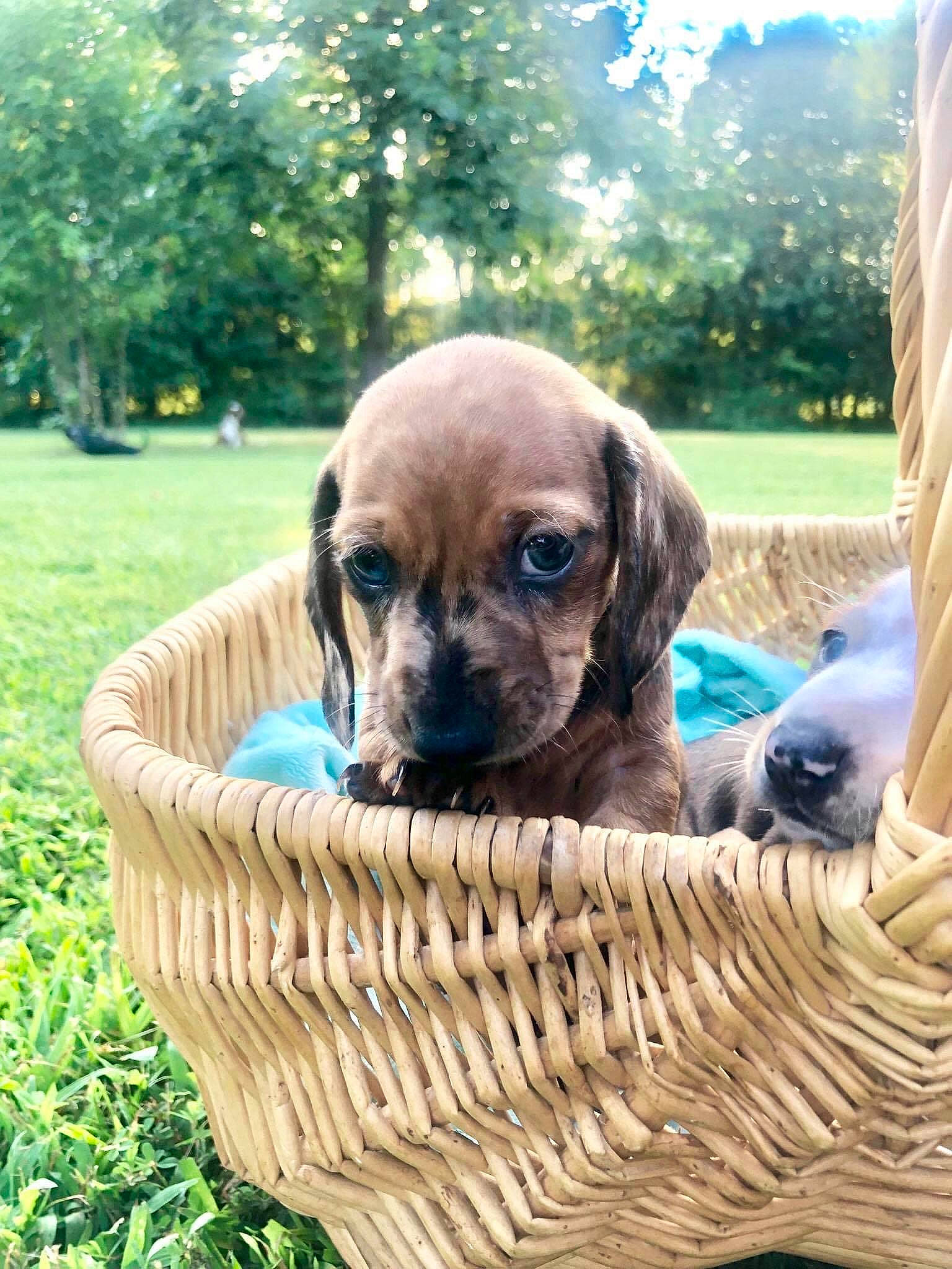 Cletus is registered to the contest to win money with this photo: basket, black_mouth_cur, broholmer, canidae, carnivore, companion_dog, dachshund, dog, dog_breed, fawn, grass, mammal, puggle, puppy, puppy_love, rare_breed_dog, snout, vertebrate