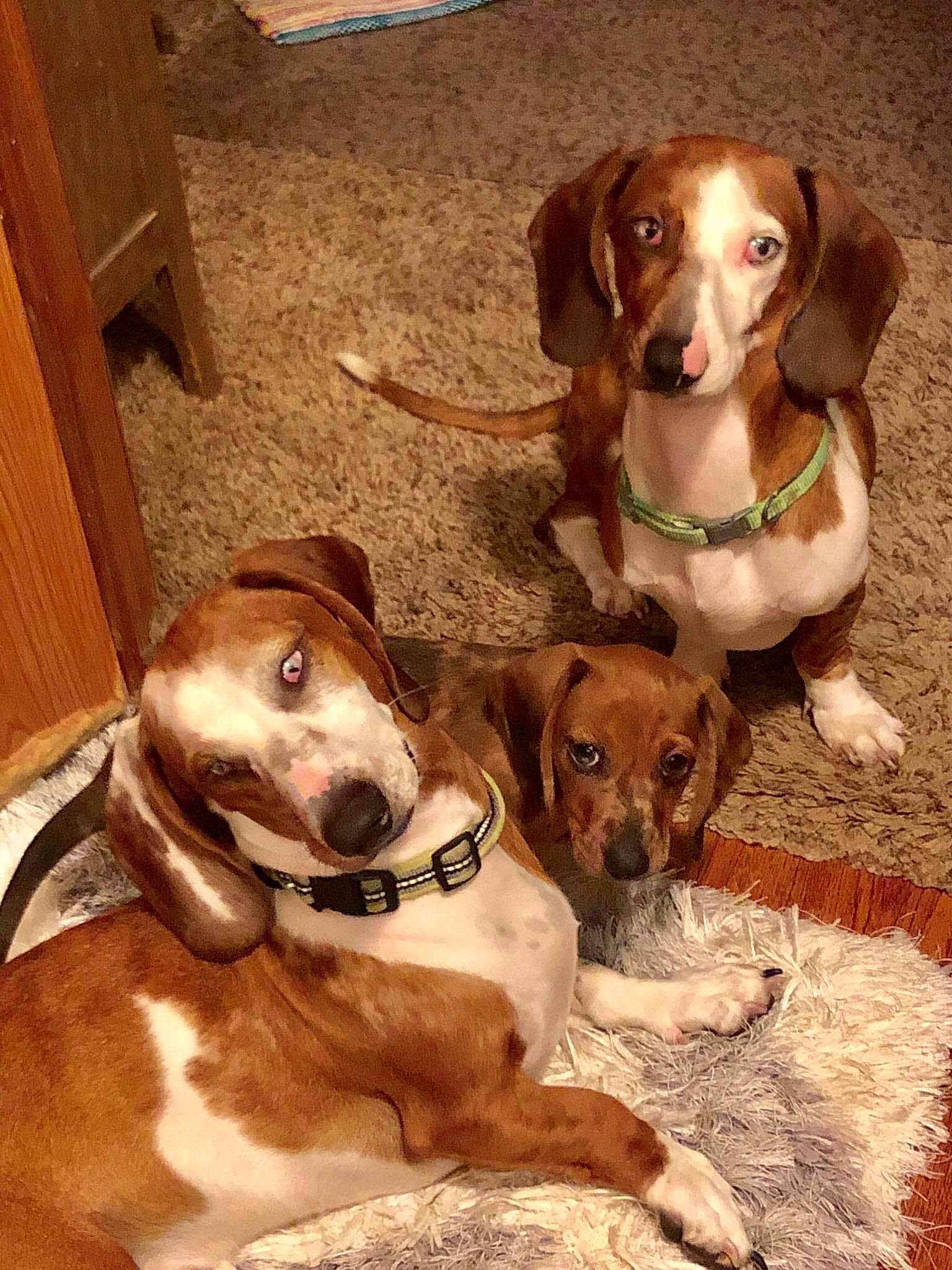 Cletus is registered to the contest to win money with this photo: american_foxhound, basset_artesien_normand, beagador, beagle, canidae, carnivore, dog, dog_breed, drever, english_coonhound, estonian_hound, fawn, harrier, hunting_dog, mammal, pocket_beagle, rare_breed_dog, sporting_group, treeing_walker_coonhound, vertebrate