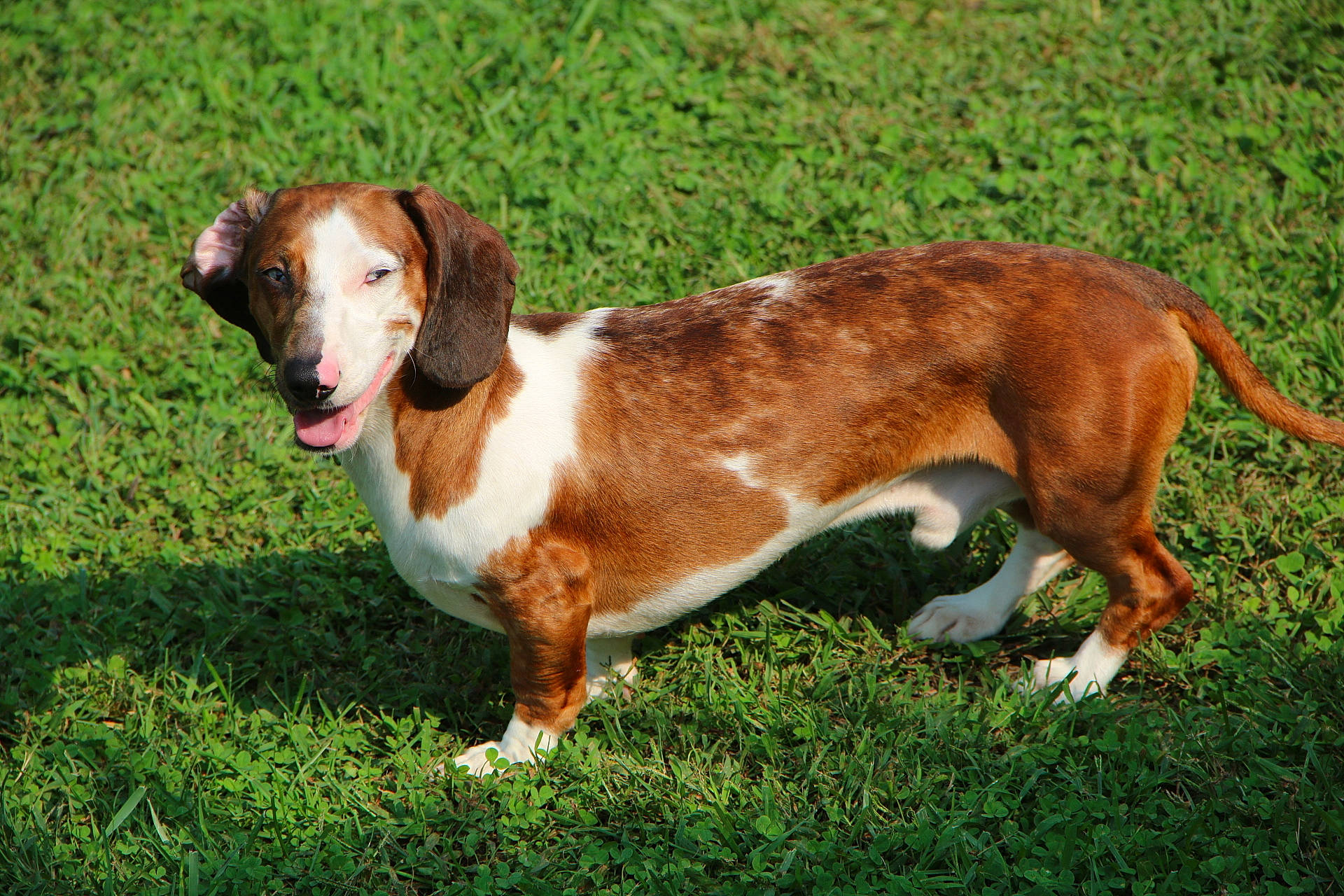 Chip is registered to the contest to win money with this photo: basset_artesien_normand, canidae, carnivore, companion_dog, dog, dog_breed, drever, estonian_hound, hound, hunting_dog, liver, mammal, rare_breed_dog, schweizer_laufhund, serbian_hound, sporting_group, vertebrate, westphalian_dachsbracke