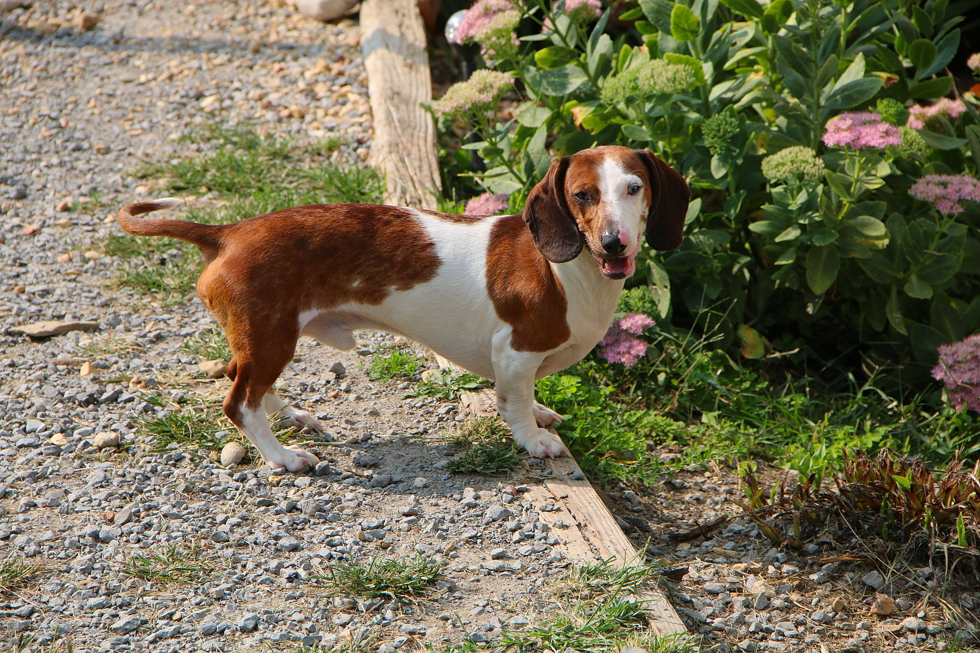 Chip joined the competition — help win amazing prizes! canidae, carnivore, companion_dog, dog, dog_breed, english_coonhound, estonian_hound, hound, hunting_dog, mammal, rare_breed_dog, schweizer_laufhund, serbian_tricolour_hound, sporting_group, vertebrate