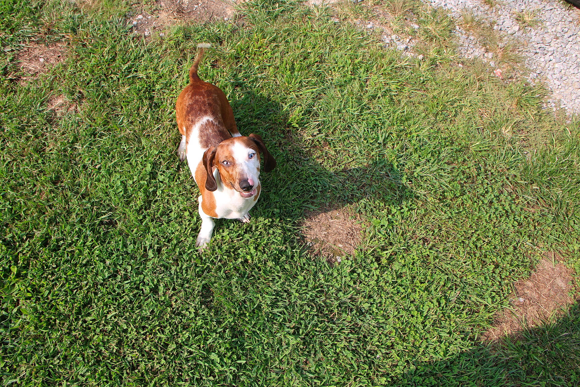 Chip joined the competition — help win amazing prizes! canidae, carnivore, cavalier_king_charles_spaniel, companion_dog, dog, dog_breed, grass, king_charles_spaniel, mammal, plant, spaniel, sporting_group, vertebrate, welsh_springer_spaniel