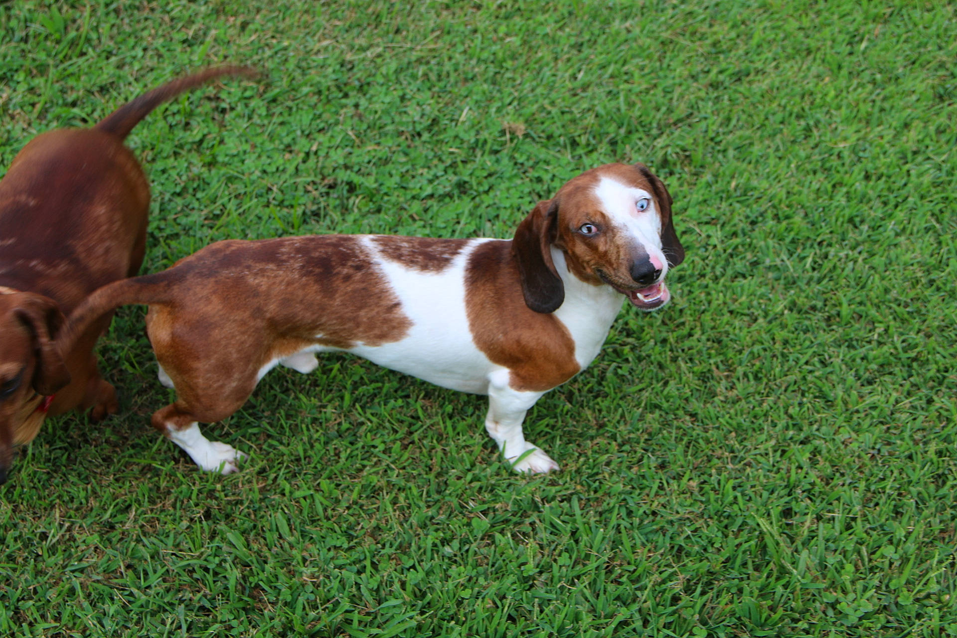 Chip joined the competition — help win amazing prizes! artois_hound, basset_artesien_normand, basset_hound, canidae, carnivore, companion_dog, dog, dog_breed, drever, estonian_hound, hound, mammal, rare_breed_dog, scent_hound, schweizer_laufhund, serbian_tricolour_hound, sporting_group, vertebrate, westphalian_dachsbracke