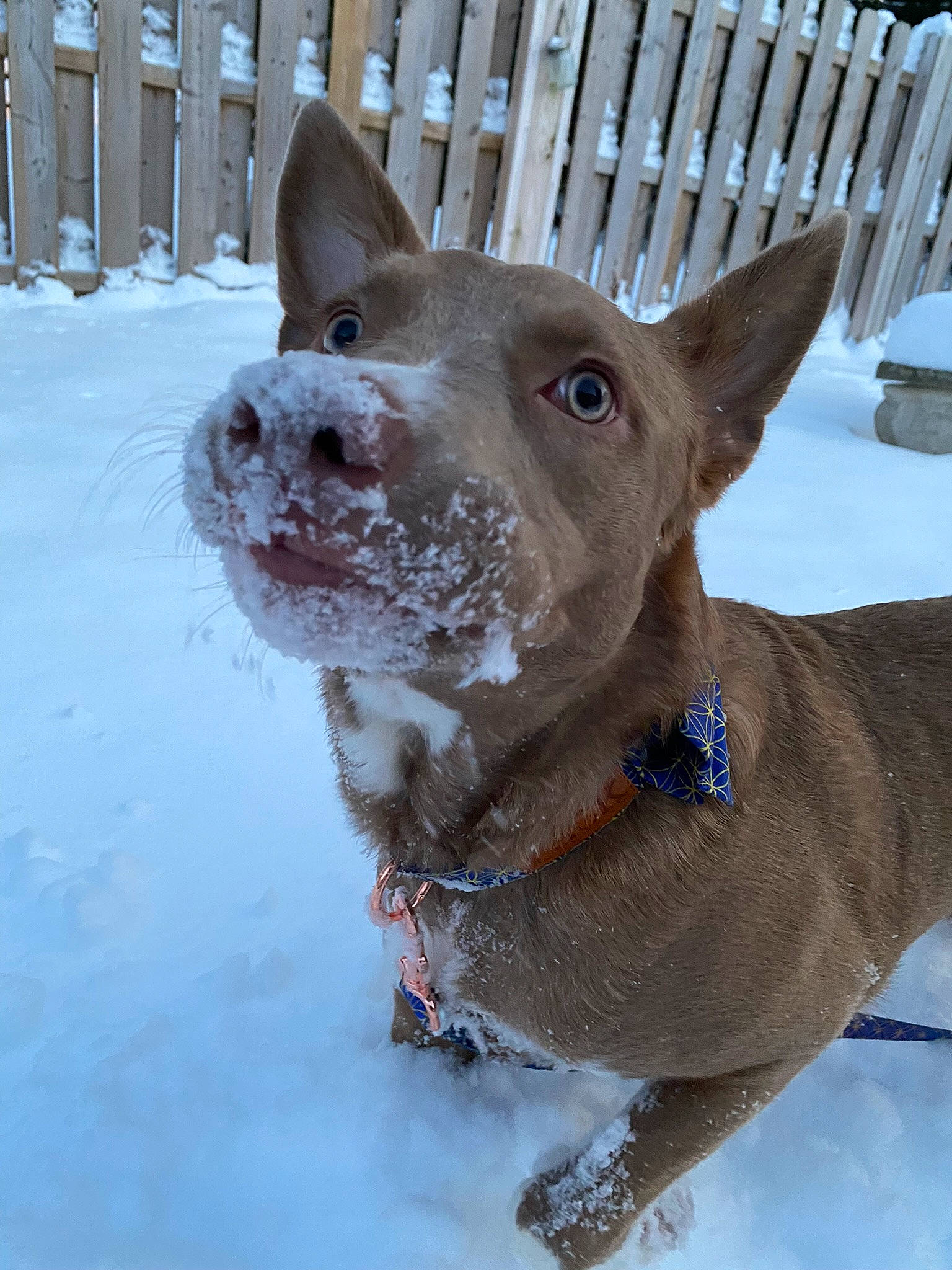 Novalee joined the competition — help win amazing prizes! canidae, carnivore, collar, companion_dog, dog, dog_breed, dog_collar, dog_supply, fawn, fence, freezing, head, leash, pet_supply, snout, snow, sporting_group, whiskers, winter, working_animal