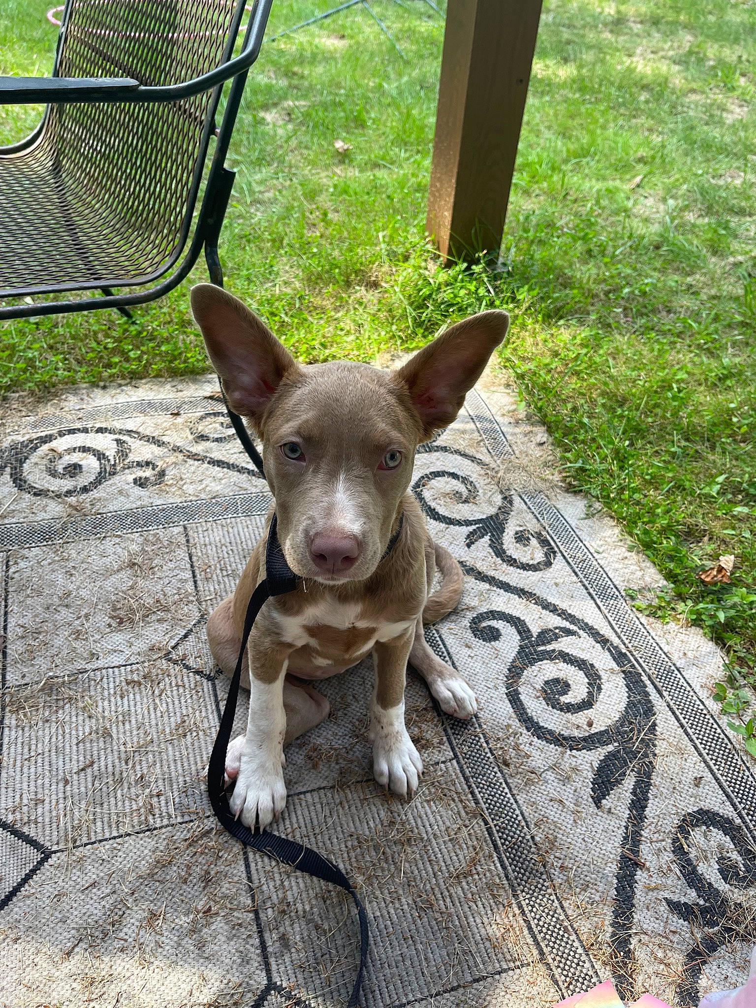 Novalee is registered to the contest to win money with this photo: canidae, carnivore, chair, chihuahua, collar, companion_dog, dog, dog_breed, dog_collar, fawn, grass, leash, liver, outdoor_furniture, snout, sporting_group, tail, toy_dog, whiskers, working_animal