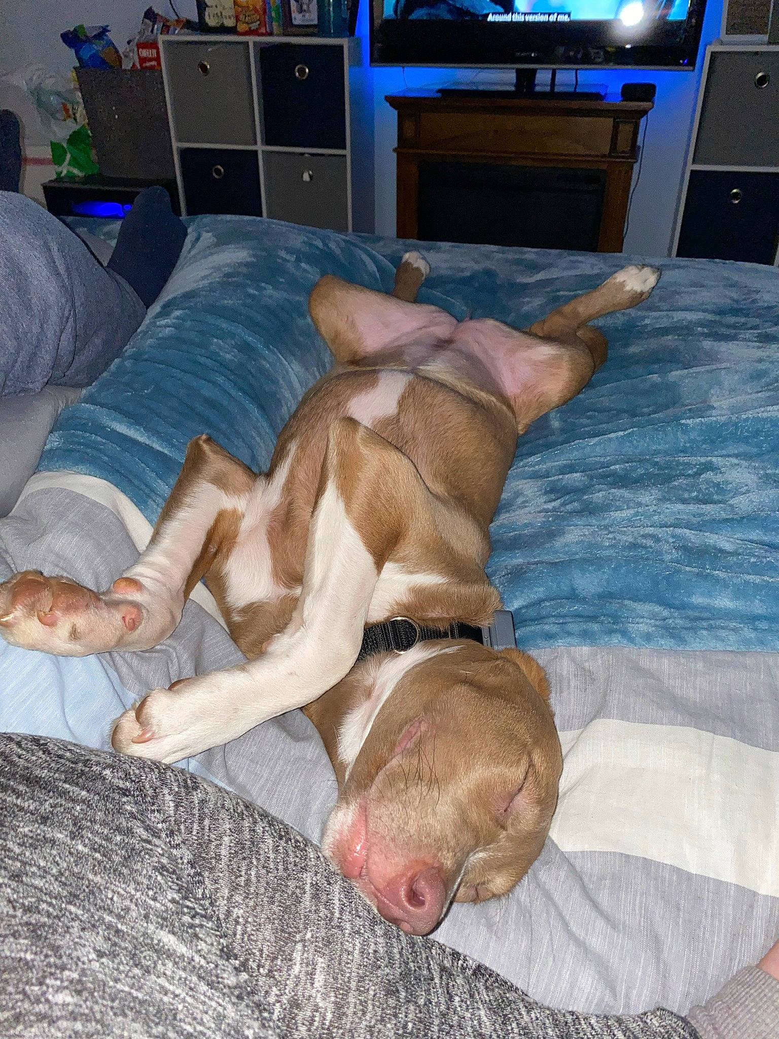 Novalee joined the competition — help win amazing prizes! abdomen, barechested, barefoot, bed, bed_sheet, bedding, chest, comfort, fawn, foot, human_body, human_leg, knee, leisure, linens, picture_frame, room, television, thigh, trunk