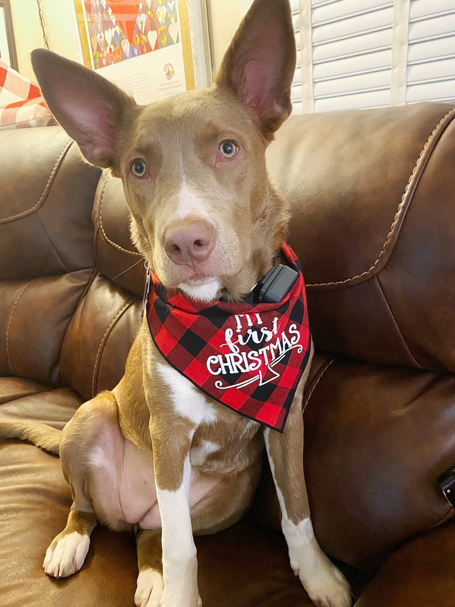 Novalee is registered to the contest to win money with this photo: ancient_dog_breeds, canidae, carnivore, collar, companion_dog, dog, dog_breed, dog_collar, ear, fawn, fur, non_sporting_group, old_english_terrier, pet_supply, snout, sporting_group, terrestrial_animal, whiskers, working_animal