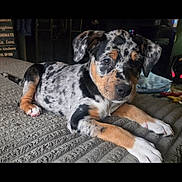 Harley is registered to the contest to win money with this photo: dog, puppy, merle, brindle, pet, animal, indoor, blanket, bed, paw, paws, fur, ears, eyes, nose, resting, cute, portrait, canine, young_puppy