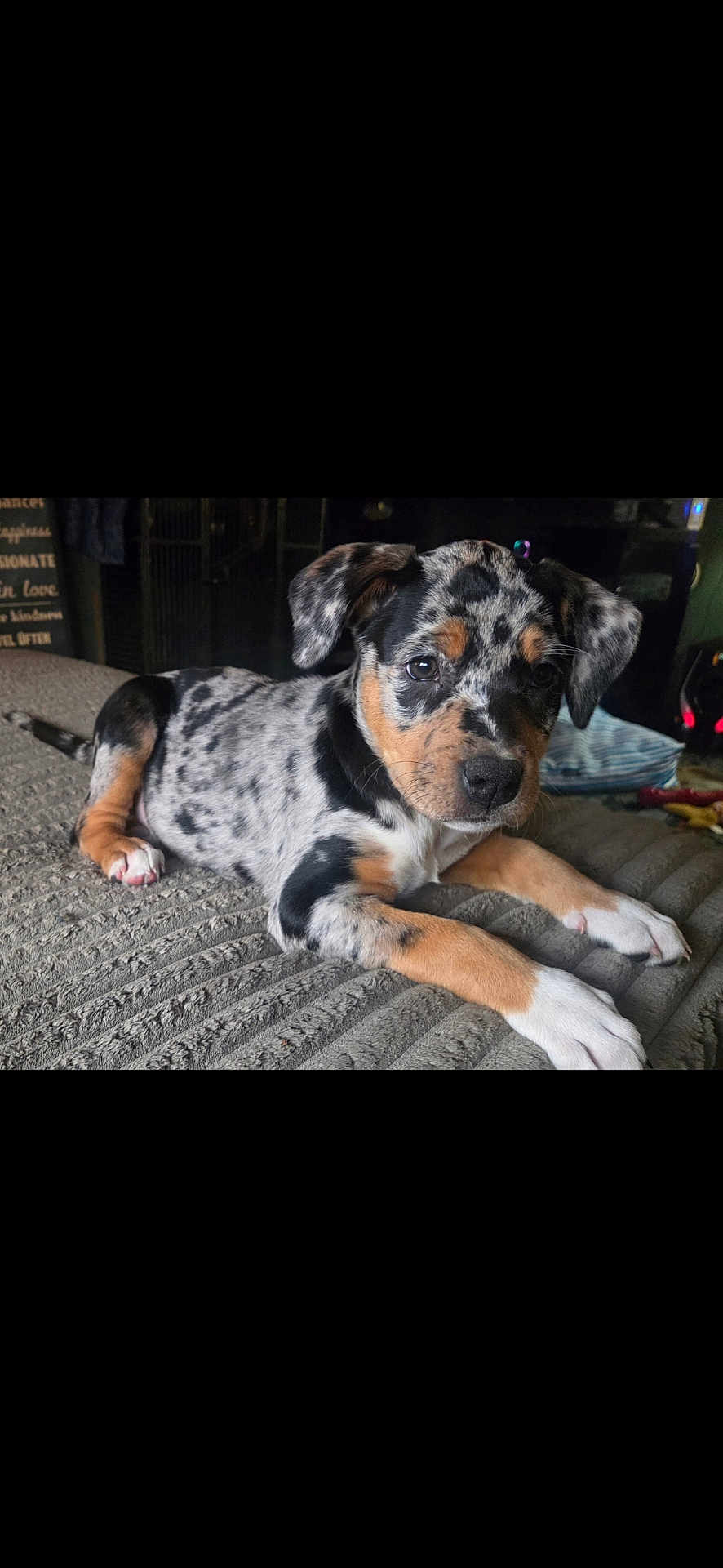 Harley is registered to the contest to win money with this photo: dog, puppy, merle, brindle, pet, animal, indoor, blanket, bed, paw, paws, fur, ears, eyes, nose, resting, cute, portrait, canine, young_puppy