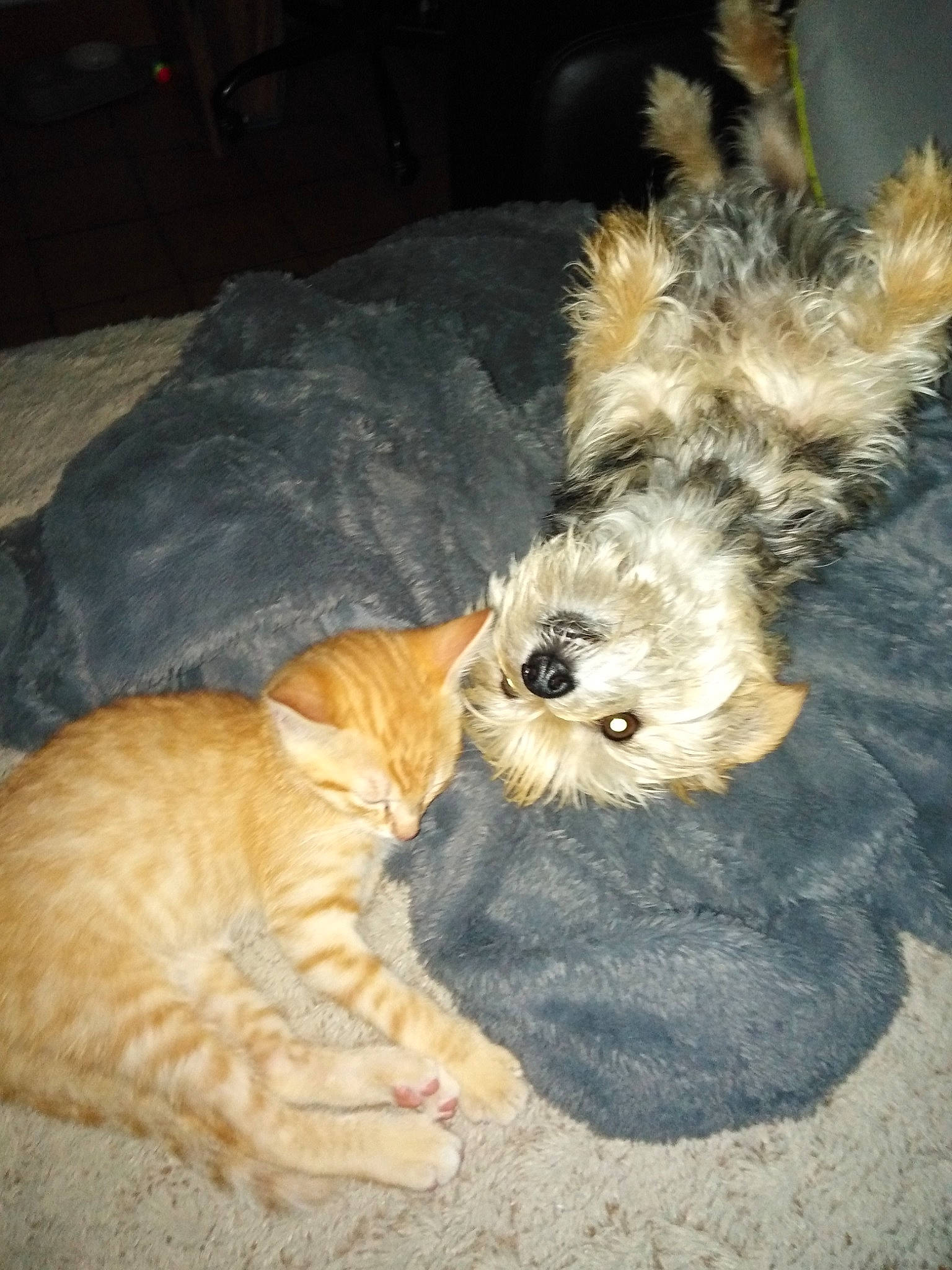 Gamin a rejoint le concours — aidez-le/la à gagner de superbes lots ! canidae, carnivore, cat, claw, comfort, companion_dog, dog_breed, domestic_short_haired_cat, fawn, felidae, fur, paw, small_terrier, small_to_medium_sized_cats, snout, tail, terrestrial_animal, terrier, toy_dog, whiskers