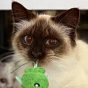 Sapphire is registered to the contest to win money with this photo: adorable, blurred_background, brown_eyes, cat, close_up, curiosity, domestic_cat, ears, focus, fur, indoor, kitten, mammal, paw, pet, play, plush_toy, portrait, toy, whiskers