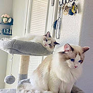 Leo And Candy is registered to the contest to win money with this photo: cat, cats, fluffy, blue_eyes, cat_tree, pet, indoor, feline, resting, relaxed, cozy, home, window, light, decor, shelf, keys, toy, fur, animal