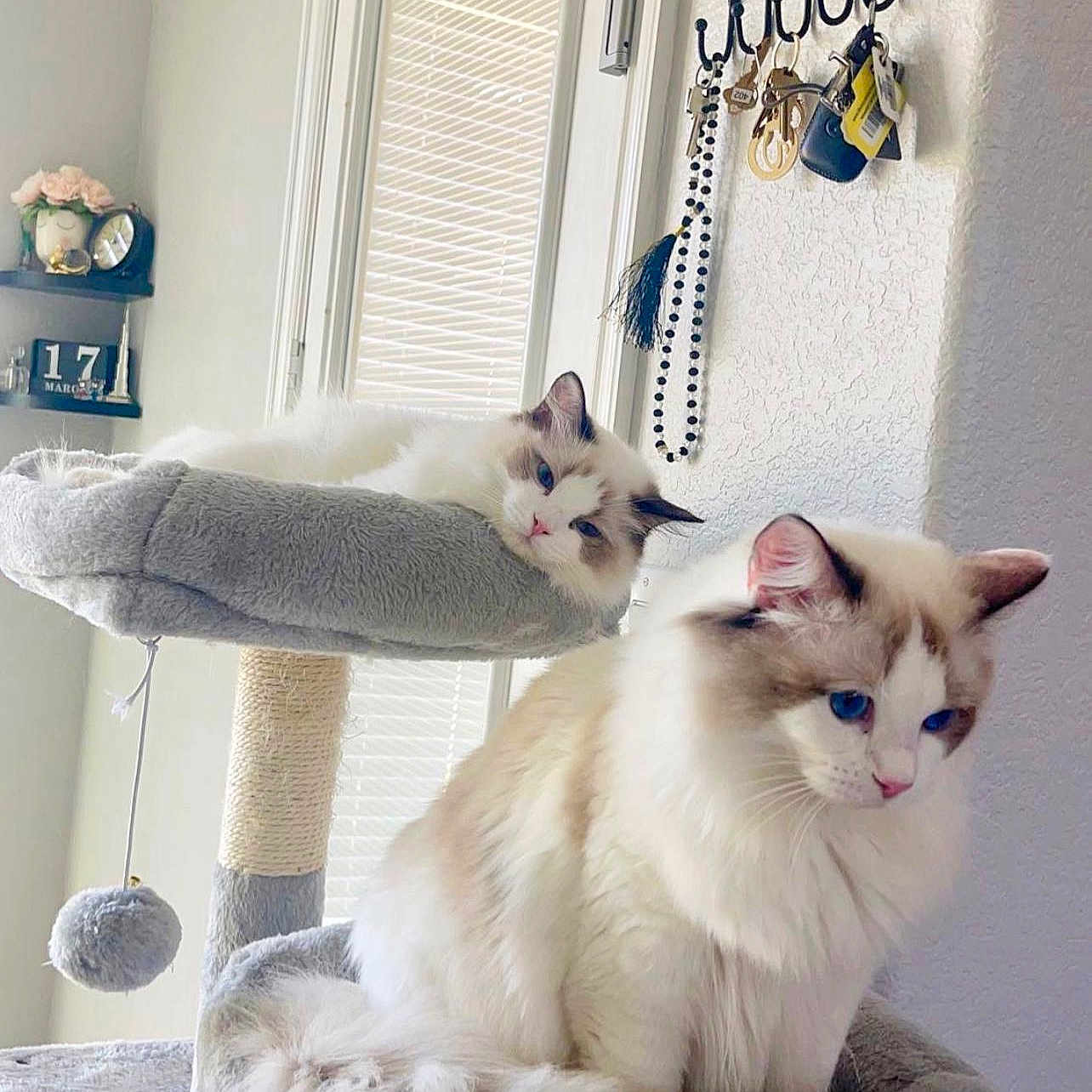 Leo And Candy is registered to the contest to win money with this photo: animal, blue_eyes, cat, cat_tree, cats, cozy, decor, feline, fluffy, fur, home, indoor, keys, light, pet, relaxed, resting, shelf, toy, window