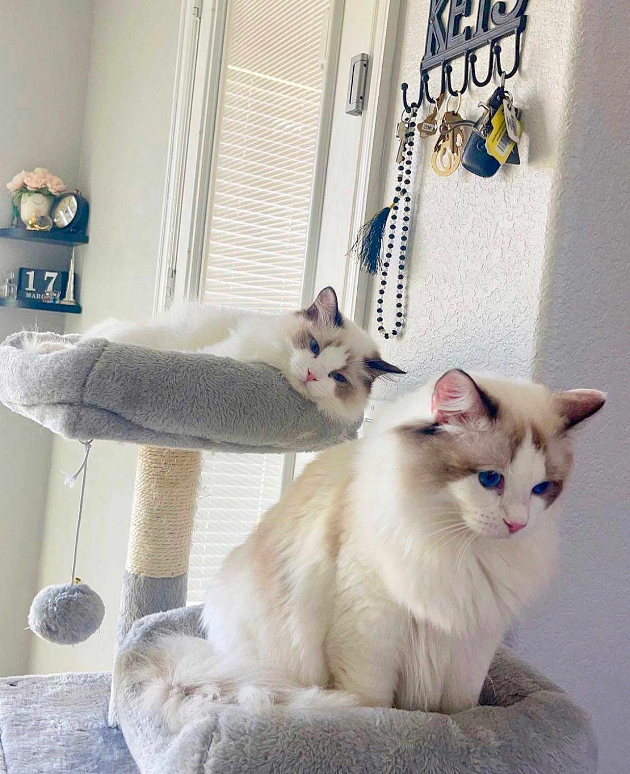 Leo And Candy is registered to the contest to win money with this photo: cat, cats, fluffy, blue_eyes, cat_tree, pet, indoor, feline, resting, relaxed, cozy, home, window, light, decor, shelf, keys, toy, fur, animal