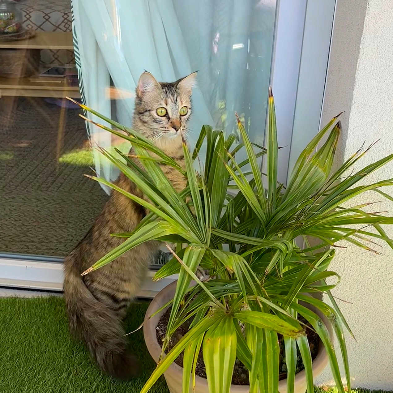 Vanille a rejoint le concours — aidez-le/la à gagner de superbes lots ! agavaceae, animal, backyard, cat, grass, green, herbal, herbs, jar, kitten, nature, outdoors, pet, plant, planter, pottedplant, pottery, vase, vegetation, yard
