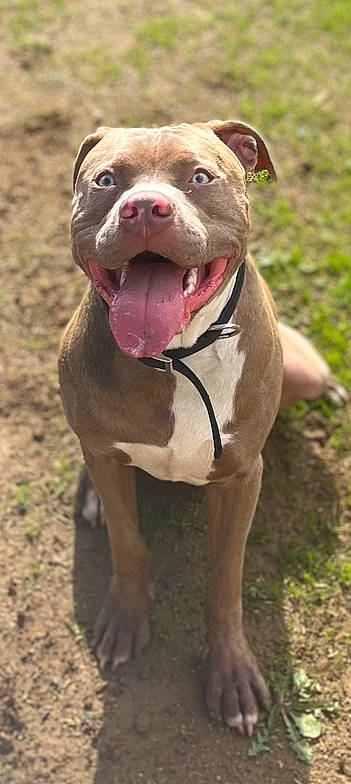 Joker participe au concours pour gagner de l'argent avec cette photo : bulldog, canidae, carnivore, collar, companion_dog, dog, dog_breed, dog_collar, fawn, grass, liver, molosser, non_sporting_group, plant, snout, sporting_group, terrestrial_animal, working_animal, working_dog, wrinkle