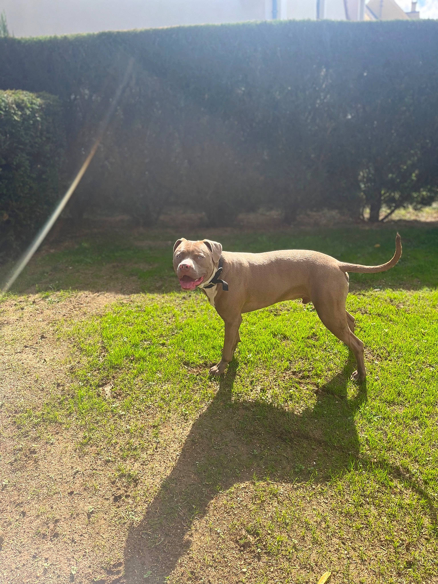 Joker a rejoint le concours — aidez-le/la à gagner de superbes lots ! boxer, canidae, carnivore, collar, companion_dog, dog, dog_breed, dog_collar, fawn, grass, gun_dog, liver, pasture, plant, sky, snout, soil, tail, terrestrial_animal, working_animal