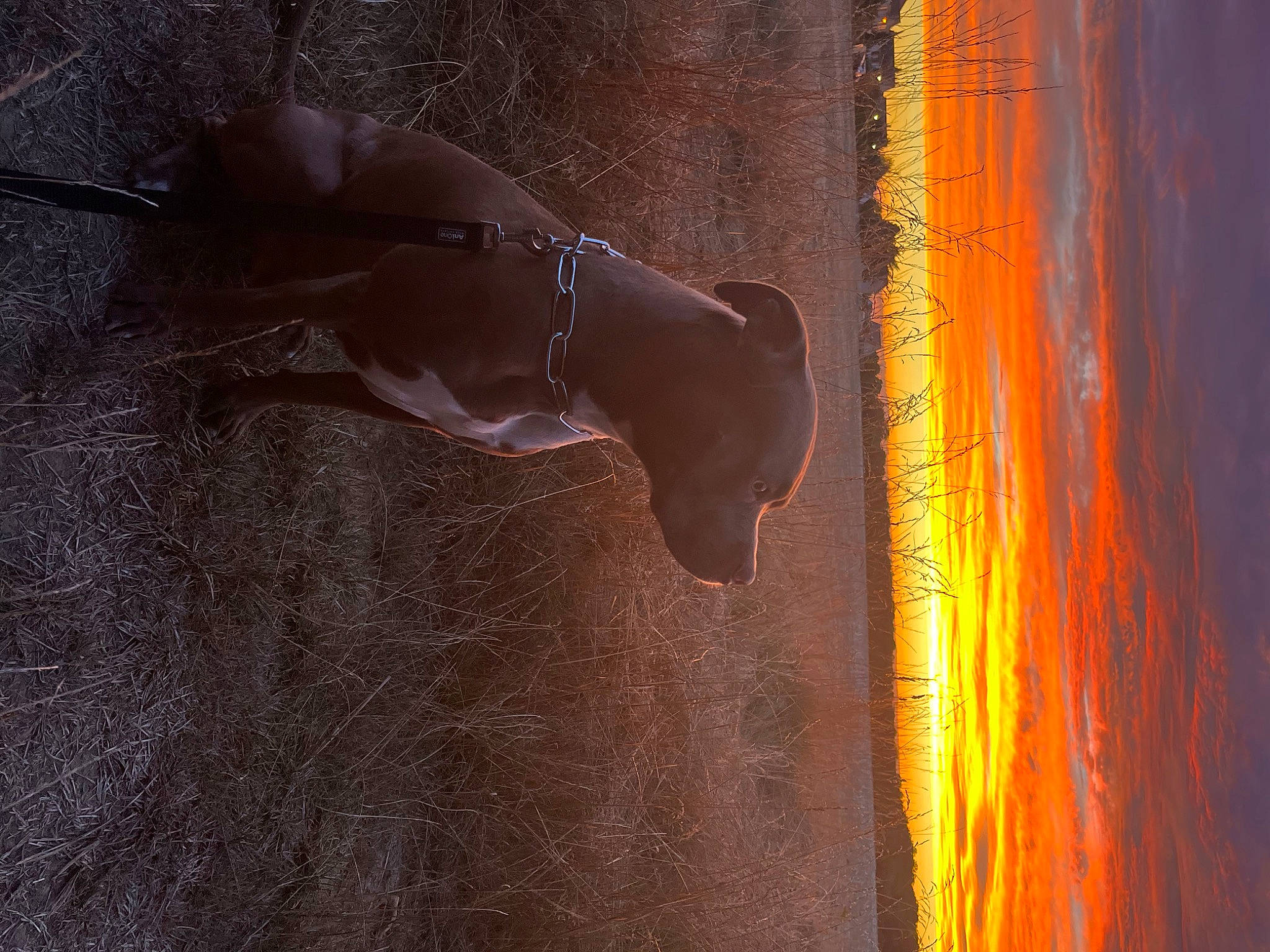 Joker a rejoint le concours — aidez-le/la à gagner de superbes lots ! art, beach, dress, fawn, freezing, heat, human_body, human_leg, plant, reflection, shadow, sky, tail, tints_and_shades, transparent_material, tree, wall, water, window, wood