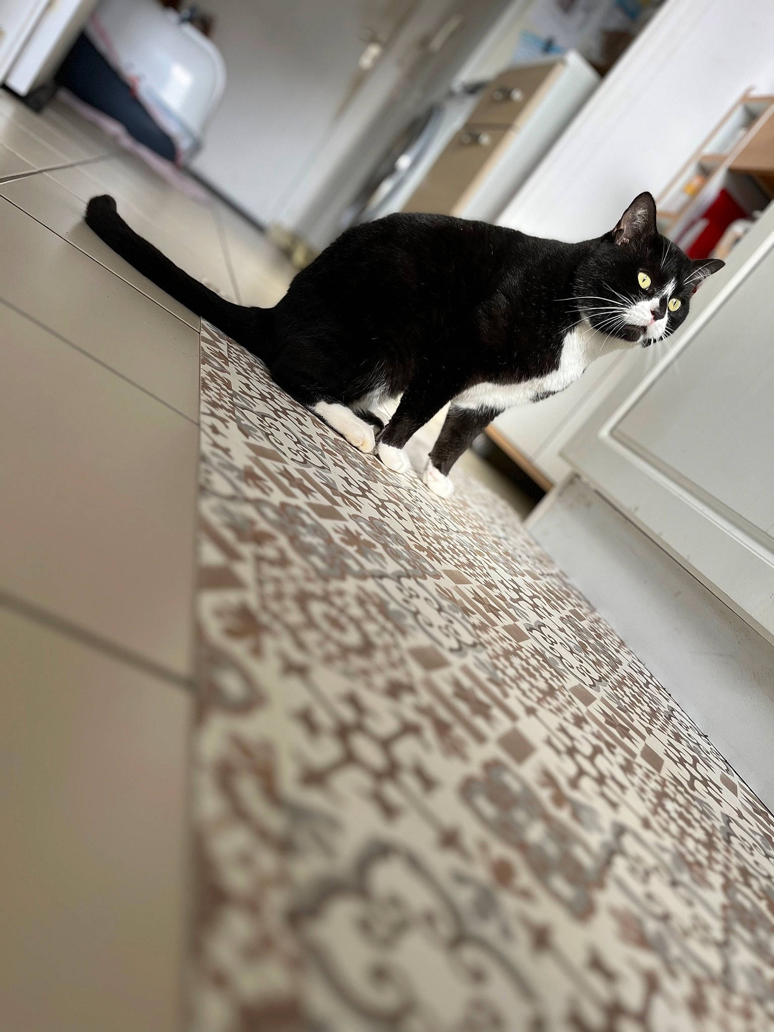 Rio a rejoint le concours — aidez-le/la à gagner de superbes lots ! carnivore, cat, computer_keyboard, felidae, flooring, fur, laptop, monochrome, monochrome_photography, paper, room, shadow, small_to_medium_sized_cats, tail, tints_and_shades, whiskers, wood