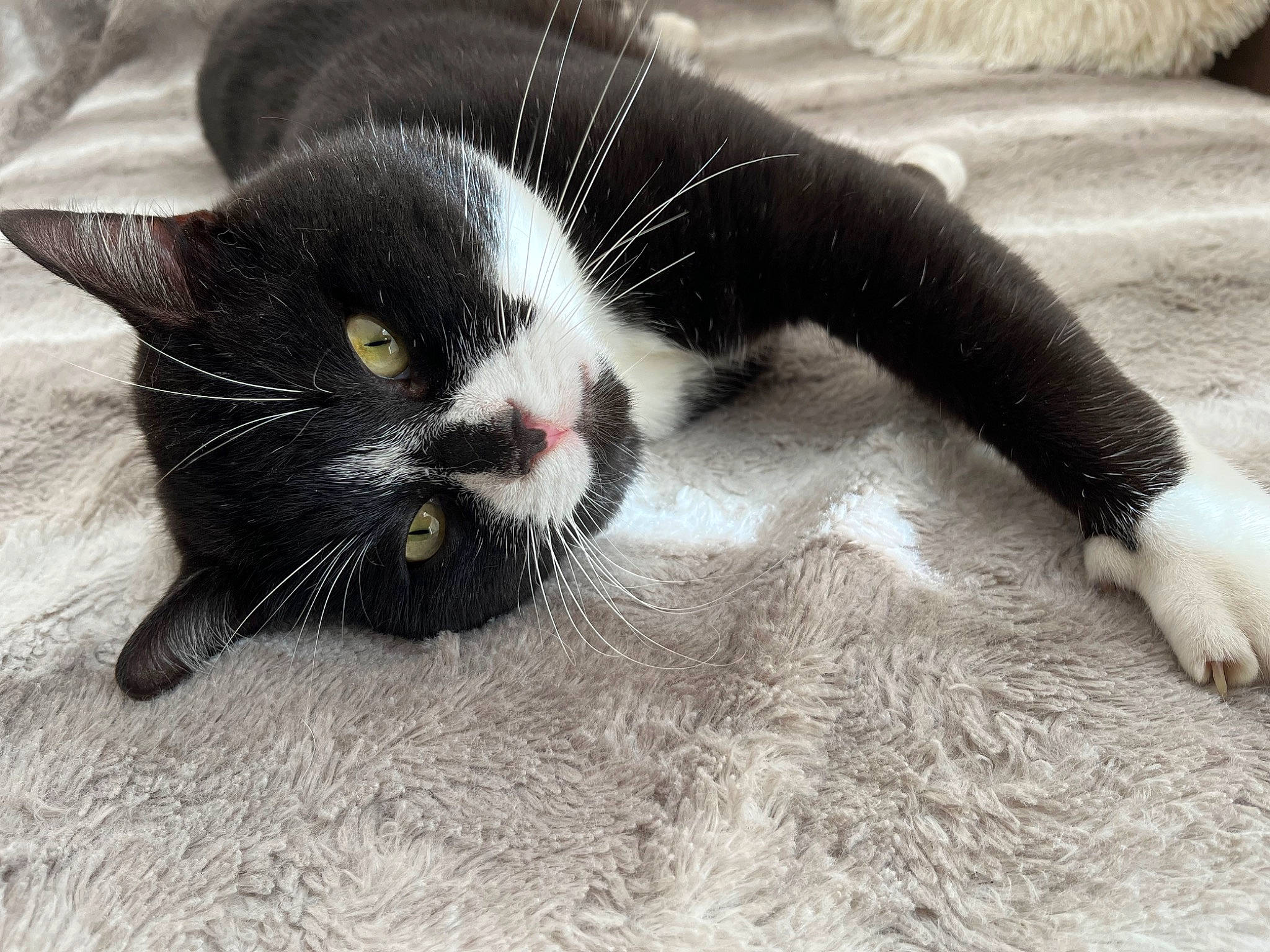 Rio a rejoint le concours — aidez-le/la à gagner de superbes lots ! carnivore, cat, claw, comfort, domestic_short_haired_cat, felidae, fur, paw, small_to_medium_sized_cats, snout, tail, terrestrial_animal, whiskers