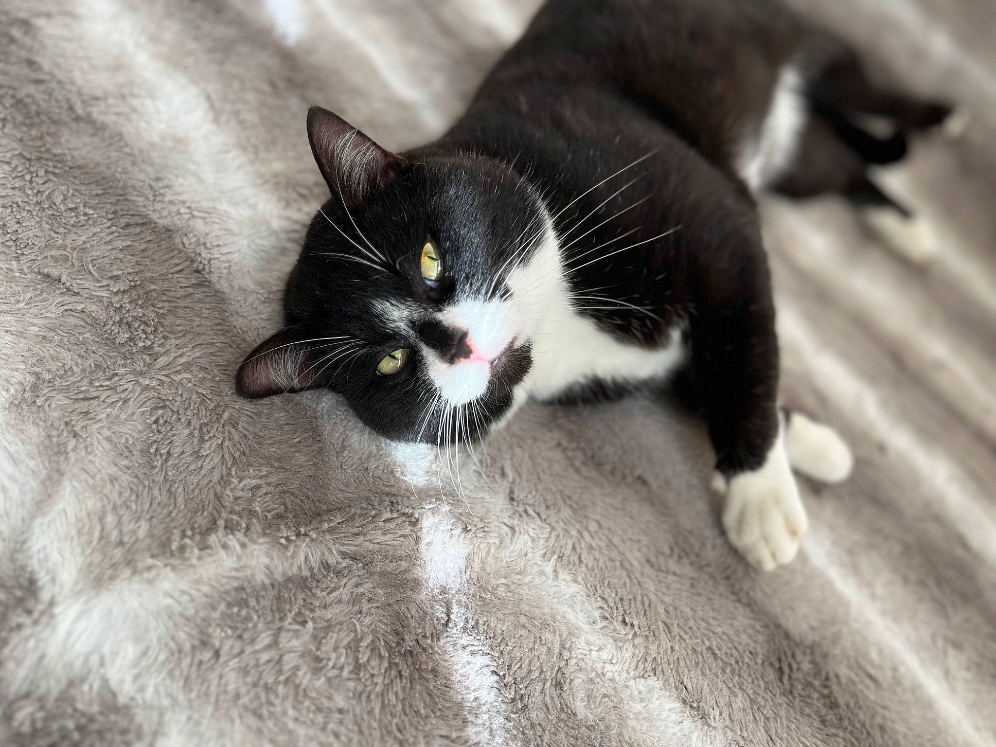 Rio a rejoint le concours — aidez-le/la à gagner de superbes lots ! carnivore, cat, claw, comfort, domestic_short_haired_cat, felidae, flooring, foot, fur, grey, human_leg, leg, monochrome, monochrome_photography, paw, small_to_medium_sized_cats, snout, tail, whiskers, wood