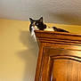 Diana is registered to the contest to win money with this photo: alert, animal, beige_wall, black_and_white, cat, ceiling, curious, domestic_animal, ears_up, feline, furniture, home, indoor, long_hair, looking_away, mammal, pet, shadow, sitting, wooden_cabinet