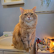 Major Squishy is registered to the contest to win money with this photo: cat, orange_cat, fluffy, sitting, bathroom, sink, mirror, plant, toiletries, toothbrush, cabinet, furniture, indoor, pet, feline, curious, closeup, portrait, domestic_animal, household