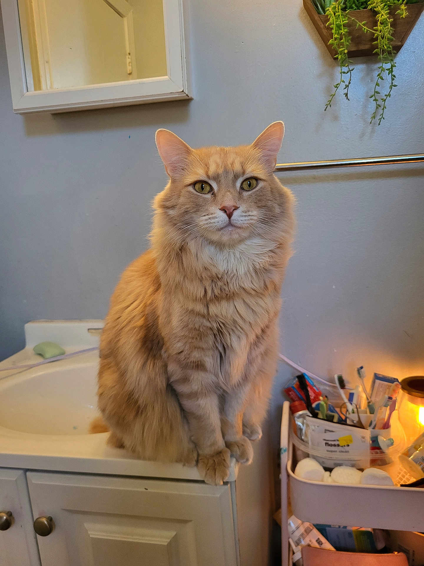 Major Squishy is registered to the contest to win money with this photo: cat, orange_cat, fluffy, sitting, bathroom, sink, mirror, plant, toiletries, toothbrush, cabinet, furniture, indoor, pet, feline, curious, closeup, portrait, domestic_animal, household