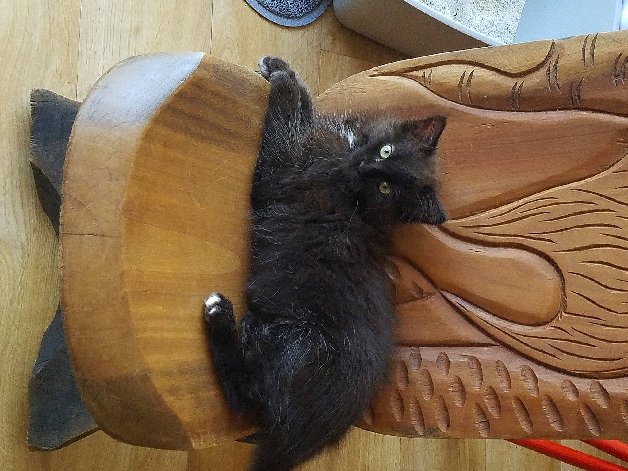 Gandhi a rejoint le concours — aidez-le/la à gagner de superbes lots ! black_cat, carnivore, cat, felidae, hardwood, nebelung, small_to_medium_sized_cats, tail, whiskers, wood