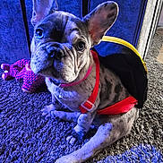 Luna joined the competition — help win amazing prizes! french_bulldog, puppy, dog, carpet, plush_toy, backpack, harness, indoor, pet, cute, small_dog, blue_lighting, animal, sitting, floor, fur, ears, collar, toy, domestic_animal