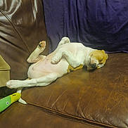 Hoss is registered to the contest to win money with this photo: dog, puppy, sleeping, couch, leather, brown, relaxed, indoor, pet, toy, plush_toy, napping, fur, animal, resting, quiet, cozy, domestic, cute, small_dog
