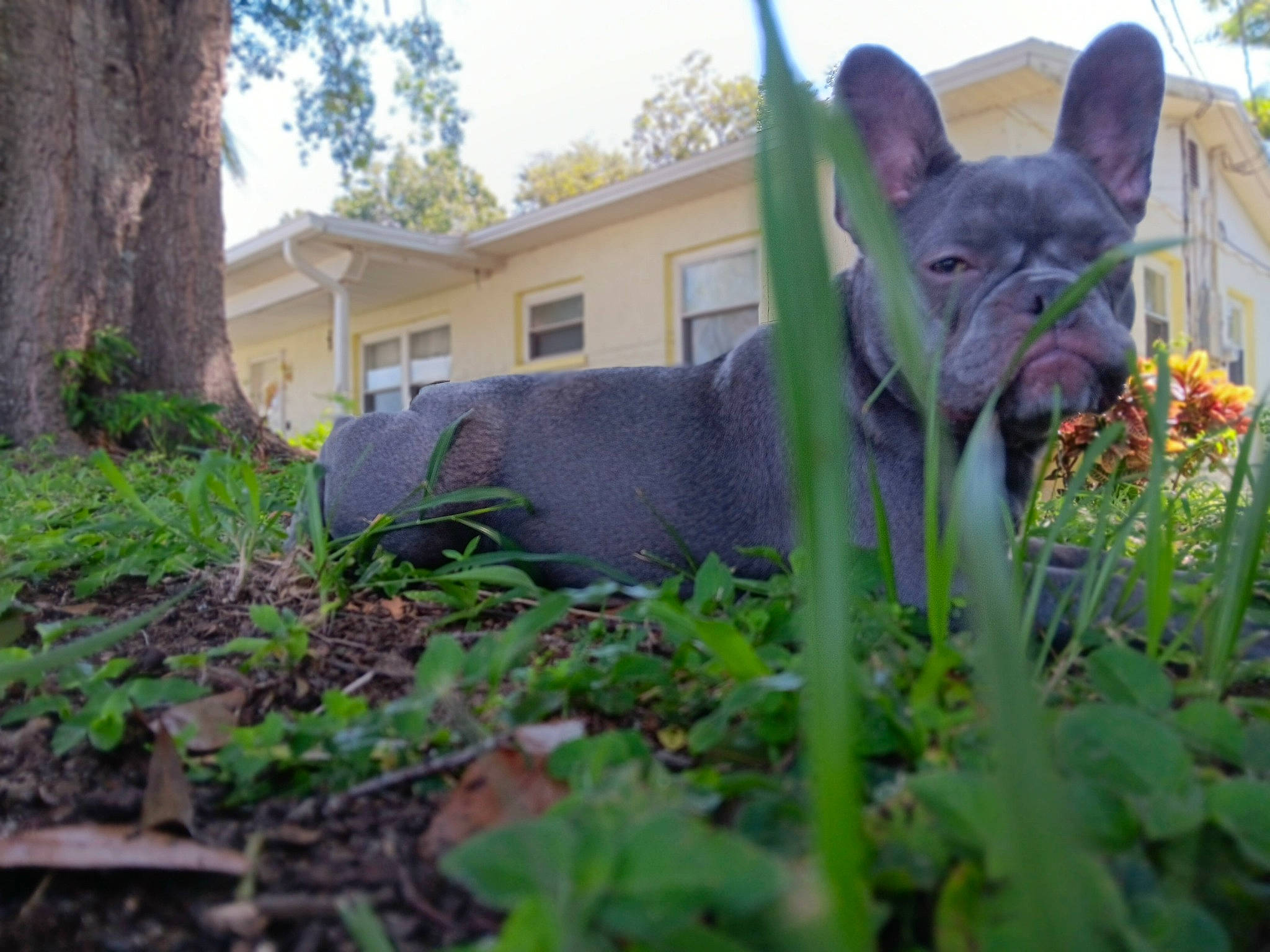 City Girl is registered to the contest to win money with this photo: building, carnivore, companion_dog, dog, dog_breed, fawn, felidae, flower, grass, grass_family, groundcover, plant, sculpture, shrub, sky, snout, terrestrial_animal, tree, whiskers, working_animal