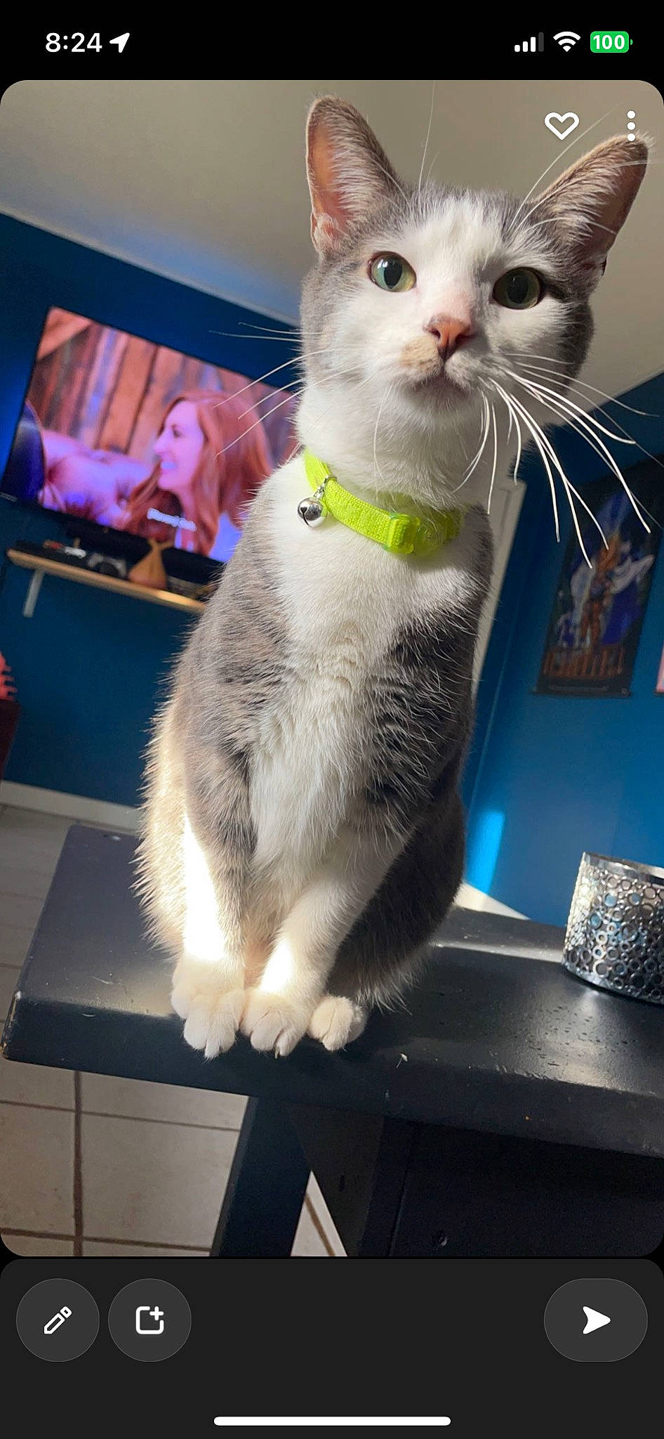 Aya joined the competition — help win amazing prizes! carnivore, cat, collar, display_device, domestic_short_haired_cat, event, felidae, fur, led_backlit_lcd_display, paw, pet_supply, photo_caption, photography, picture_frame, small_to_medium_sized_cats, snapshot, tail, television, television_set, whiskers