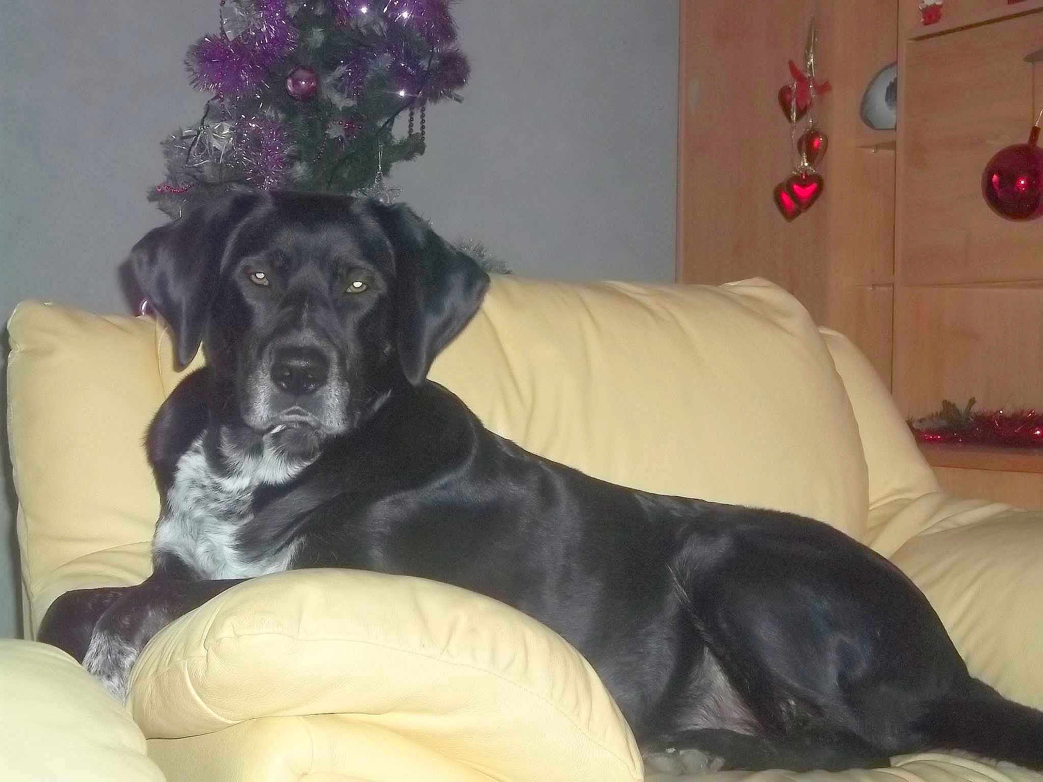 DINA