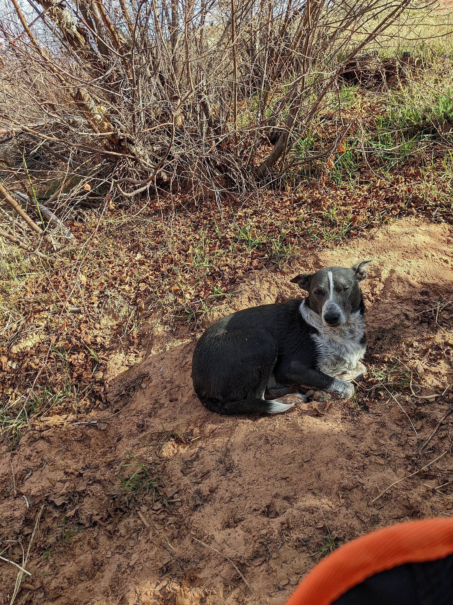 Jenna is registered to the contest to win money with this photo: boar, canidae, dog_breed, domestic_pig, grass, landscape, livestock, plant, shrubland, snout, soil, suidae, terrestrial_animal, working_animal